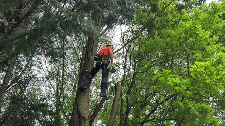Best Palm Tree Trimming  in Bothell West, WA